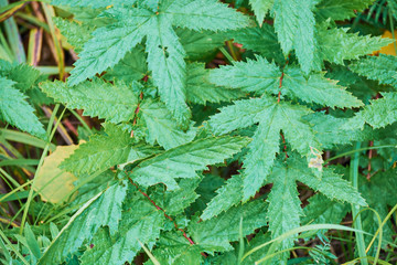 Green nettle bushes grow in garden.