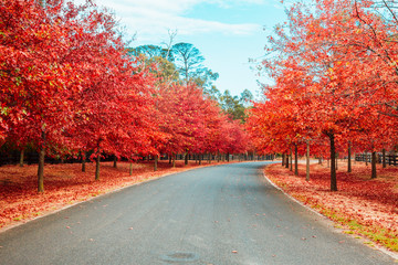 Fototapeta na wymiar Beautiful Trees in Autumn Lining Streets in Town in Australia