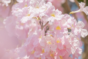 close up of Tabebuia rosea pink trumpet tree 