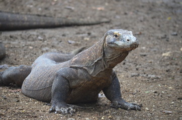 Obraz premium Komodo dragon indonesia bali lizard dinosaur scales