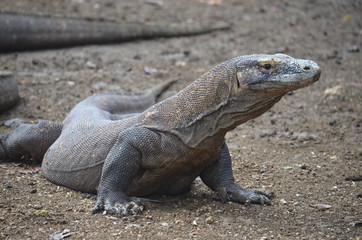 Komodo dragon indonesia bali lizard dinosaur scales