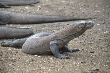 Obraz premium Komodo dragon indonesia bali lizard dinosaur scales