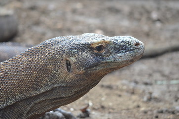 Komodo dragon indonesia bali lizard dinosaur scales