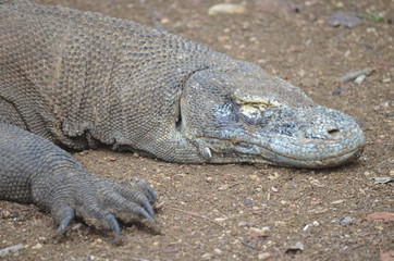 Komodo dragon indonesia bali lizard dinosaur scales