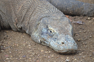 Komodo dragon indonesia bali lizard dinosaur scales