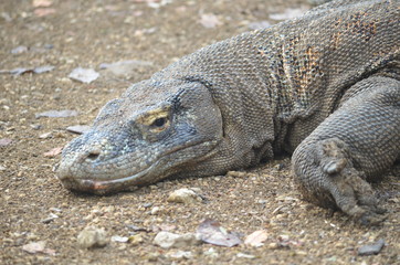 Komodo dragon indonesia bali lizard dinosaur scales