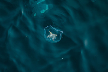 blue sea full of jellyfish