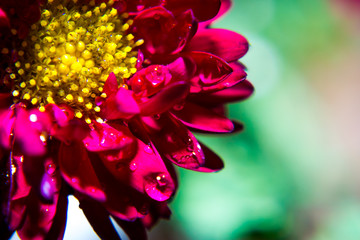 Close up of water droplet at red flower petals with isolated background