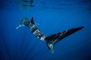 Whale Shark Tail 