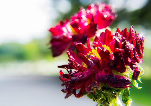 Close up of water droplet at red flower petals with isolated background