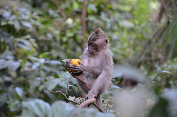 baby Balinese long-tailed monkey Macaca fascicularis eating orange in a tree