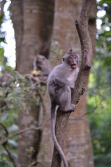 baby Balinese long-tailed monkey Macaca fascicularis eating orange in a tree