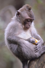baby Balinese long-tailed monkey Macaca fascicularis eating orange in a tree