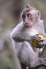 baby Balinese long-tailed monkey Macaca fascicularis eating orange in a tree