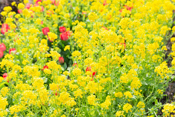 黄色と赤の花壇