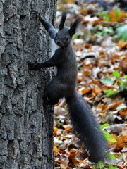 a squirrel on the stalk of a tree