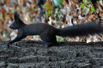 a squirrel on the stalk of a tree