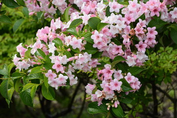 Japanese weigela blossoms / Weigela hortensis