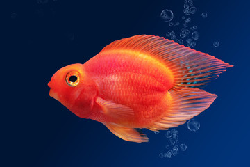 Aquarium fish Red Parrot on blue background