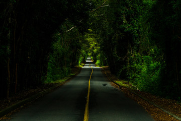 An amazing fantasy landscape inside Patagonia forest, a road going deep inside the forest creating an amazing tree tunnel on an awe natural scenery at sunlight. A nice perspective on an infinity road