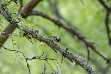 Crested Tit, Lophophanes cristatus, passerine song bird, perched on birch branch with birch fruiting catkin in beak during spring/May in Scotland.