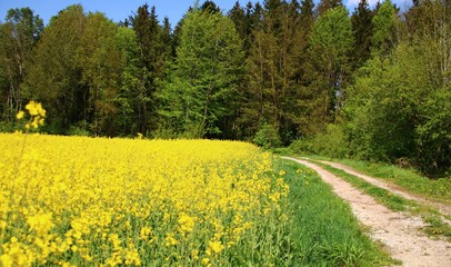 idyllischer weg zwischen waldrand und rapsfeld