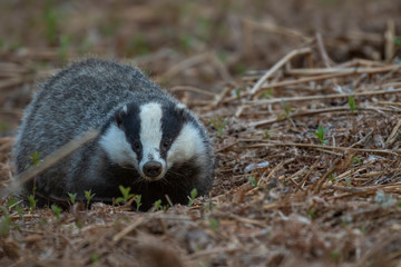 Badger, meles meles, above ground walking and searching amongst forest floor foliage during an evening in spring/may in Scotland.