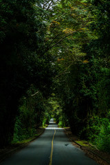 Obraz premium An amazing fantasy landscape inside Patagonia forest, a road going deep inside the forest creating an amazing tree tunnel on an awe natural scenery at sunlight. A nice perspective on an infinity road