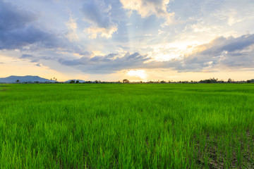 Beautiful landscape view of Rice paddies during beautiful sunset at Kota Belud, Sabah