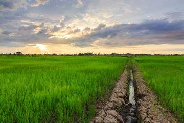 Fototapeta na wymiar Beautiful landscape view of Rice paddies during beautiful sunset at Kota Belud, Sabah