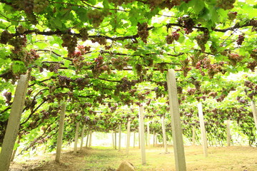 Ripe grapes in fall