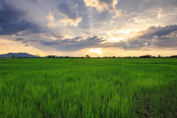 Beautiful landscape view of Rice paddies during beautiful sunset at Kota Belud, Sabah