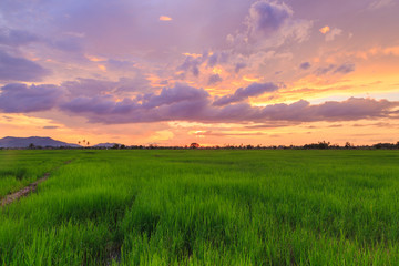 Beautiful landscape view of Rice paddies during beautiful sunset at Kota Belud, Sabah