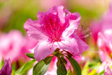 Fototapeta premium 満開のつつじ