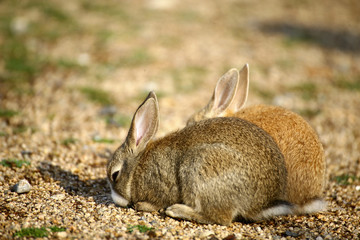 Fototapeta premium 大久野島のウサギたち