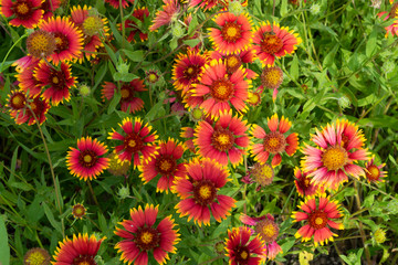 Cluster of red and yellow Indian Blanket flowers