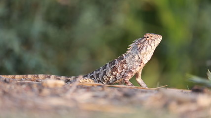 The oriental garden lizard, eastern garden lizard, bloodsucker or changeable lizard