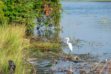 Crane Bird in Parakrama Samudraya, Polonnaruwa Sri Lanka