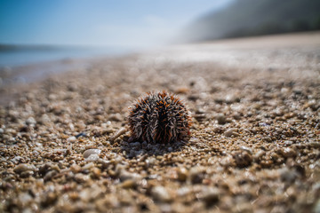 sea urchin on the beach 