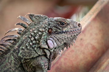 Fototapeta premium Iguana At Work Climbing Up The Ladder in the Garden