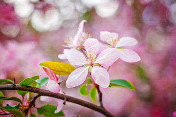 pink flowers of apple tree