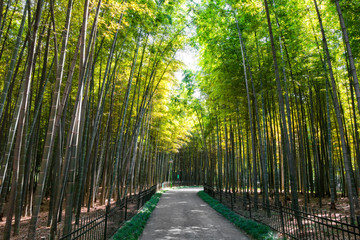 Fototapeta na wymiar Bamboo forest 