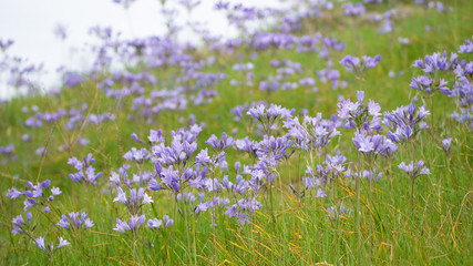 Obraz na płótnie Canvas Purple Flowers on a Hill