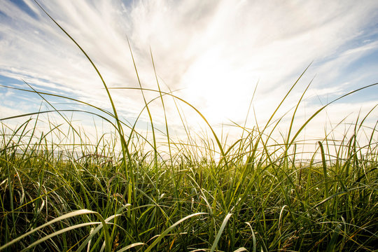 Close up of long blades of grass blowing in the wind near the ocean.