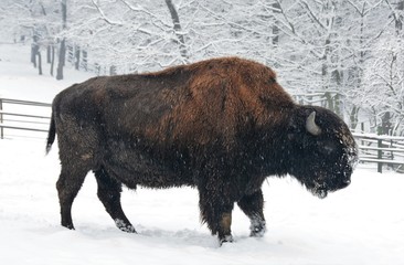 A bison at the zoo - Powered by Adobe