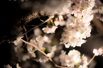 夜桜