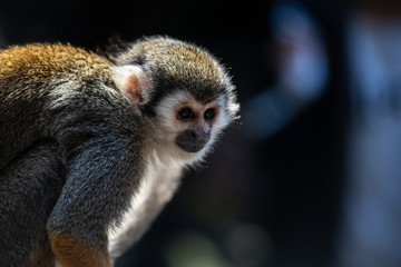 Common squirrel monkey on dark bokeh background