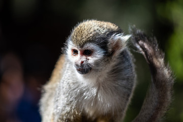 Common squirrel monkey on dark bokeh background