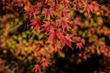 Japanese marple momiji red leaves in autumn