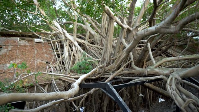 Tree Growing Out of Roof Of Old Abandoned House